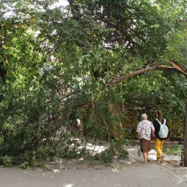 В двух районах Алматы упали деревья из-за непогоды